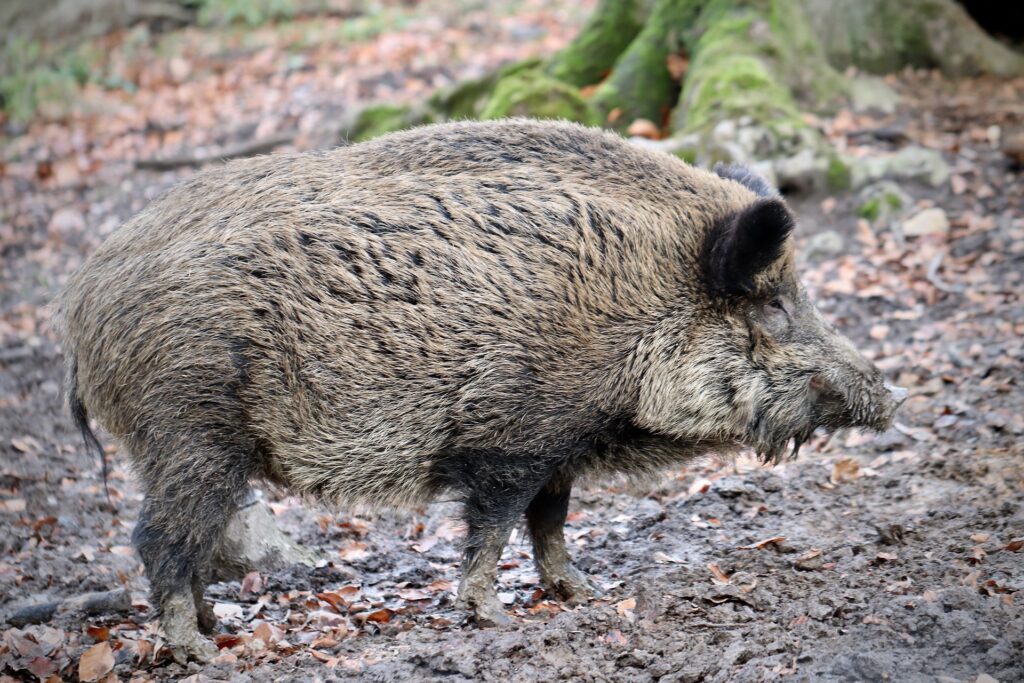 Mahlsdorf LIVE - Mahlsdorfer Wildschweine: Jäger erhalten Kopfgeld pro Abschuss, um das es nun Ärger gibt